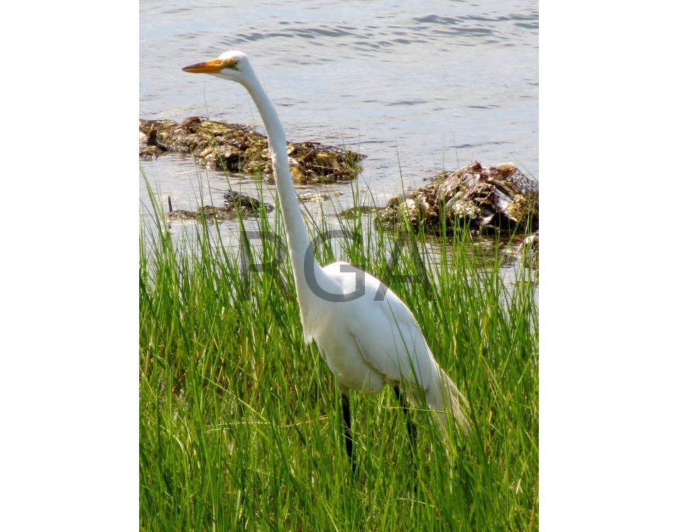 Ocracoke Heron 1